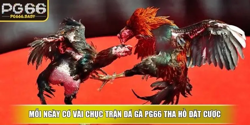 Mỗi ngày có vài chục trận đá gà PG66 tha hồ đặt cược