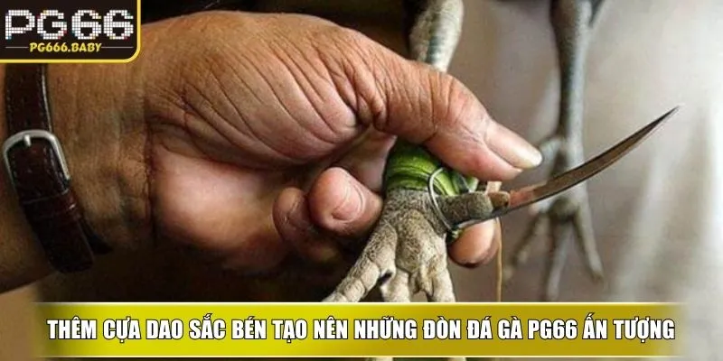 Thêm cựa dao sắc bén tạo nên những đòn đá gà PG66 ấn tượng